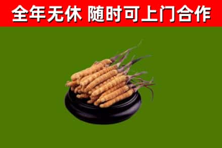 曲周回收散虫草