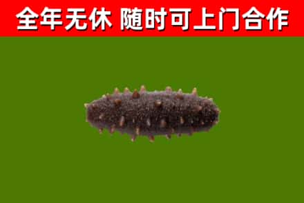 曲周回收海参干